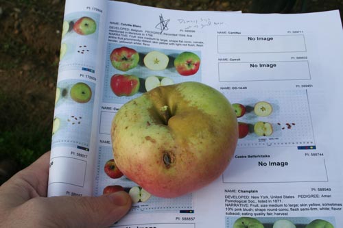 This is how we found our way around the orchard.  I printed out an answer key to the whole thing. Calville Blanc D'Hiver, by the way, is a great old French variety.
