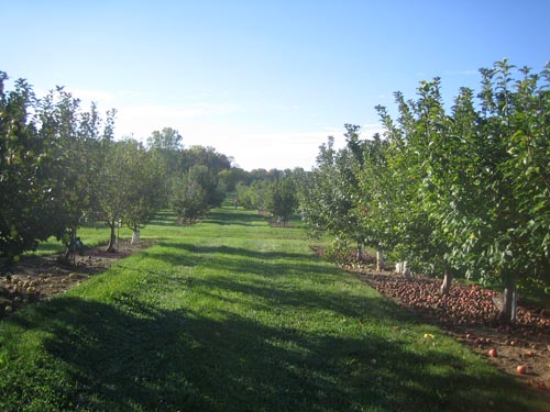 The apple orchard at Geneva (aka the germplasm repository).