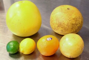 Here is the citrus we tested clockwise from upper left: California pink pomelo, Florida pomelo, grapefruit, orange, lemon, lime (kumquat not pictured).
