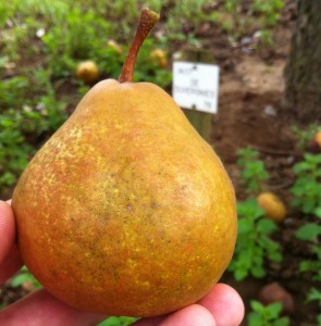 De Duvergnies: looks like a pear, has the texture of a pear, with taste very reminiscent of apple. Raised by the famous Van Mons in Belgium in 1821.