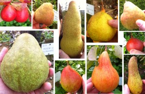 "who you callin' pear shaped?" Pears of all shapes, sizes and colors.