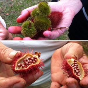 Different varieties of achiote pods on top, and an opened one on the bottom.  The seeds are covered in a red mucilage that dyes your skin instantly.