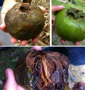 Top right: a black sapote that is ready to pick --the sepals are pulling away from the fruit. Top left: a black sapote ready to eat. Bottom: the inside of a black sapote.