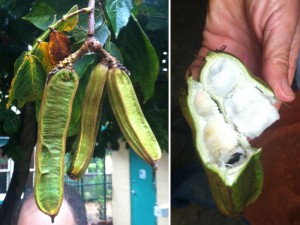 Ice Cream Bean: the sweet part is the fluffy white stuff (the aril) around the seeds. It does taste like cotton candy ice cream; but not great cotton candy ice cream..