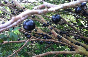 Jaboticaba: a fantastic tropical fruit that grows in a peculiar way.