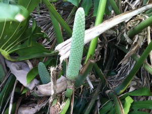 Immature Monstera deliciosa fruit at the Park.