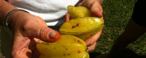 Like Starfruits? They got plenty.