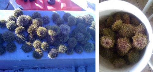 Some urchins on the boat and some in a five gallon bucket