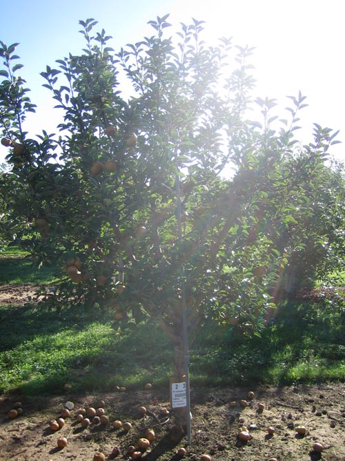 The Ashmead's Kernel tree in Geneva