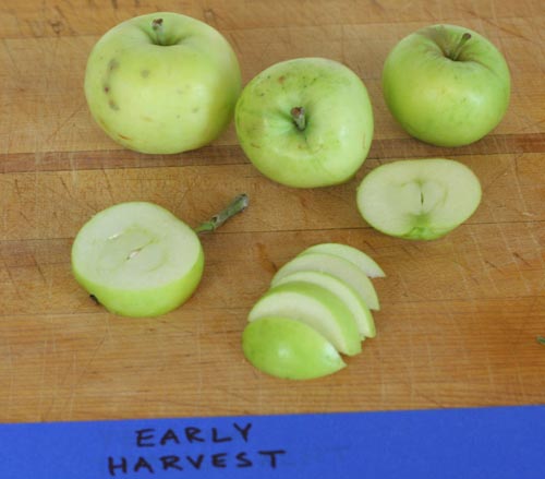 Early Harvest. Really appropriate apple name for this post.  The apple? Eh.