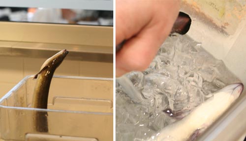 A very lively eel (even in ice water) is quickly knocked-out with CO2