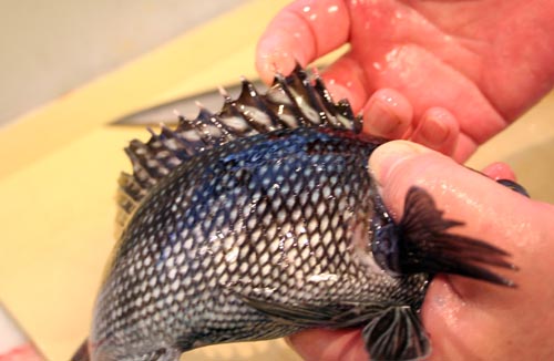 Chef Suzuki shows the proper way to hold a black bass, gripping tightly around the gills. Improper holding can get you pricked with the fins, causing a bad infection.