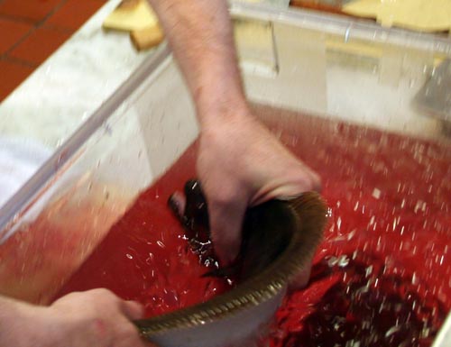 Putting a fluke in ice water to bleed out. The heart is still pumping so we are using the fishes own circulatory system to rid it of blood. I am bending the body too much here according to Suzuki. The head and tail should be bent but the body should be straight.