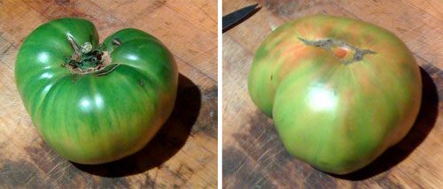 An heirloom worth looking for: Aunt Ruby's German Green. Perfectly ripe. Still Green.  Look for the blush on the bottom.