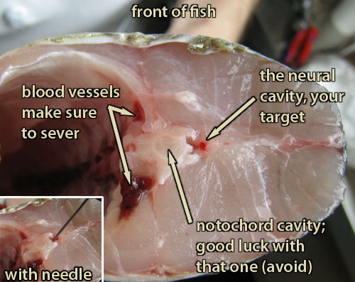 Labeled cross-section of the front of a striped bass.