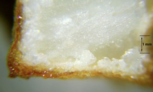 Magnified image of the interior and crust of the cold oil French fry.