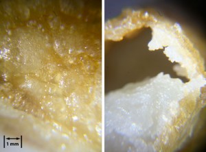This over-dried Novoshape PME soaked fry has a super hard exterior crust (like a fried wonton) but the inside, which wasn't hardened, has gone completely hollow.